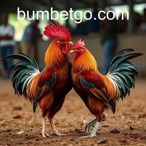 The Cultural and Controversial World of Cockfighting: A Close Look at 'Bumbet'